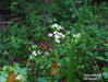 Hammock Snakroot plant (Ageratina jucunda) (Greene)Clewell & Wooten