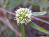Image - Alligator weed (Alternanthera philoxeroides) flower