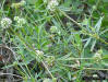 Image - Alligator weed (Alternanthera philoxeroides)