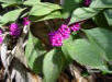 American Beautyberry (Callicarpa americana L)