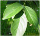 Bishopwood tree leaf
