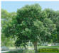 Bishopwood tree, Bischofia javanica