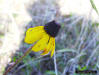 Blackeyed-susan (Rudbeckia hirta) flower detail