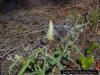 Blackroot plant with flower ( Pterocaulon pycnostachyum )