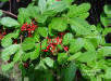 Brazilian Pepper tree(Schinus terebinthifolius)