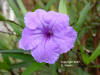 Britton's wild petunia (Ruellia tweediana) image
