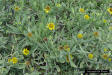 Bushy Seaside Oxeye ( Borrichia frutescens )