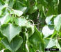 Chinese Tallow fruit (Sapium sebiferum L)