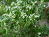 Chinese Tallow (Sapium sebiferum L)