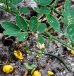 Climbing Cassia leaves - Senna pendula var.glabrata