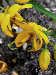Climbing Cassia flowers - Senna pendula var.glabrata