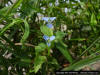 Climbing Dayflower (Commelina diffusa) detail