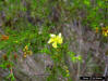 Coastalplain St. John's-wort (Hypericum brachyphyllum)