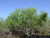 Image - Coastalplain Willow (Salix caroliniana) whole tree.
