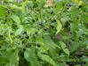 Common Nightshade (Solanum americanum) berries