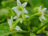 Common Nightshade flower detail (Solanum americanum)