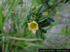 Common wireweed (Sida acuta)