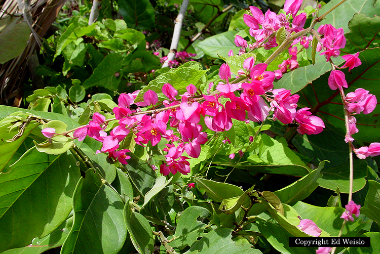 vines flowering florida of south (L) Coral Coral Vine  & flowers vine (R) overtaking  native Pictures