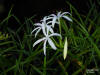 String Lily flowers and plant (Crinum americanum)