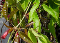 Cross vine (Bignonia capreolata)