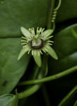 Corky-stem Passionvine flower (Passiflora suberosa)