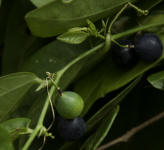 Corky-stem Passionvine fruit (Passiflora suberosa)