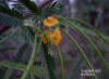 Image - Danglepod (Sesbania herbacea)