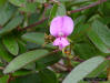 Downy Milkpea flower (Galactia volubilis (L.)Britton)