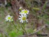 Early Whitetop Fleabane (Erigeron vernus (L.)Torr. & A.Gray)