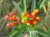 Scarlet Milkweed - Asclepias curassavica