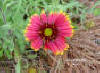 Indian blanket flower (Gaillardia pulchella)