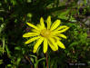 Florida False Sunflower (Phoebanthus grandiflorus) detail