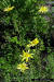 Florida False Sunflowers  (Phoebanthus grandiflorus)