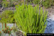 Florida Rosemary (Ceratiola ericoides)