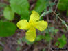 Fourpetal St Johns-wort (Hypericum tetrapetalum Lam.)Flower 