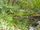 Photo of the interior of a hardwood swamp.