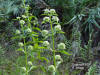 Clustered Bushmint flowering (Hyptis alata)