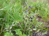 Gallberry (Ilex glabra) image