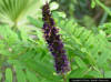 Image - Indigo Bush (Amorpha fruticosa)