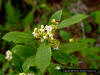 Inkberry (Ilex glabra) flower detail image