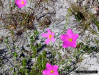 Largeflower Rosegentian (Sabatia grandiflora)