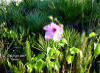 Lindenleaf Rosemallow  flower (Hibiscus furcellatus)