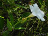 Mangrove Rubbervine flower