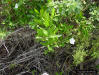 Mangrove Rubbervine (Rhabdadenia biflora (Jacq.)Müll.Arg.)