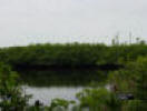 Photo of the border of a Mangrove swamp.