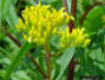 Narrowleaf Yellowtops flowers