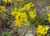 Narrowleaf Yellowtops (Flaveria linearis Lag)