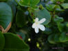 Natal Plum flowers and leaves (Carissa macrocarpa)