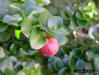 Natal Plum fruit (Carissa macrocarpa)