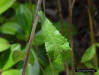 New york ironweed leaf detail